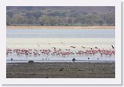 07IntoNgorongoro - 095 * Lesser Flamingos on the shore of Lake Magadi with Black-backed Jackals.